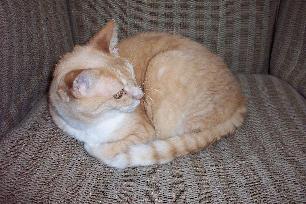 Sammy