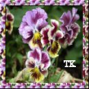 From Tina Kay