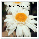 From Irish Cream