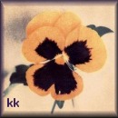 From Kitty Kapers
