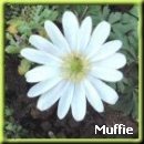 From Muffie