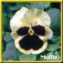 From Muffie