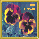 From Irish Cream