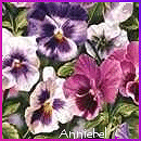 From Anniebel