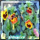 From Angela