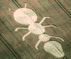 ant crop circle west meon village