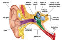 Go hear, I mean here, to hear well with your ears.