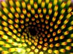 xsunflowerx.jpg (15563 bytes)