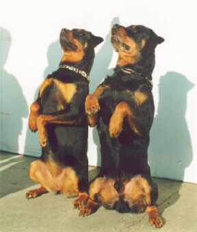 Cody and Von Marc's Remember Me, CD, NA, CGC
