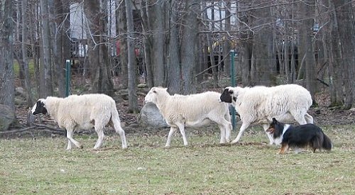 CinHerding1.jpg (51924 bytes)