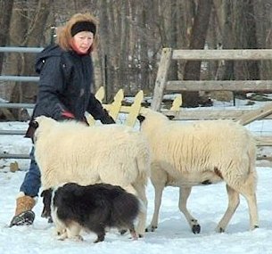Herd20pierce4A.jpg (26581 bytes)