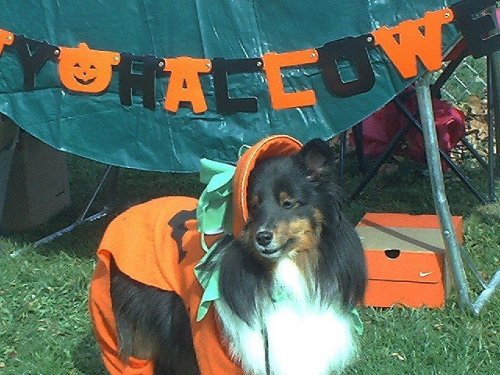 PETSPA11.jpg (59773 bytes)