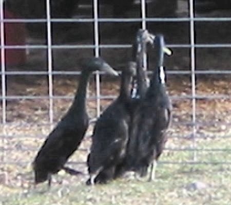 ducks.jpg (33228 bytes)