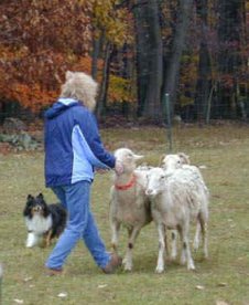 herding12_cinder.jpg (18032 bytes)