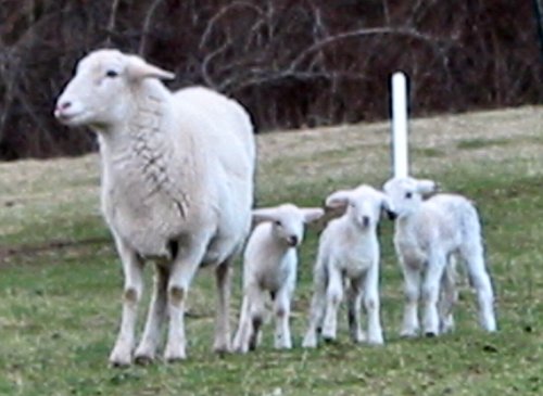 mom3lambs.jpg (35924 bytes)