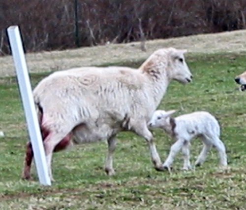 momandlamb.jpg (46570 bytes)