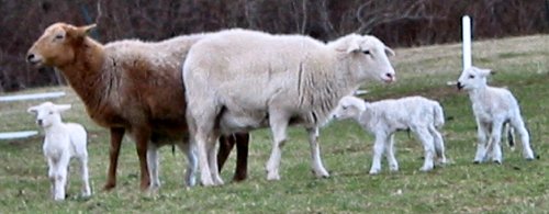 sheepfamily.jpg (26536 bytes)