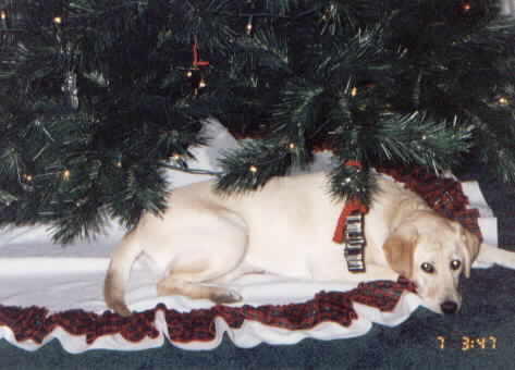Jadee under the Christmas Tree