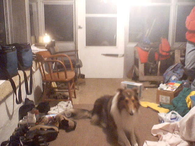 Here is Jack,Heather's puppy!