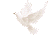 White Angel Dove