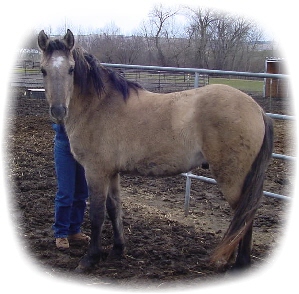 Misty Mountain Desert Moon&nbsp; "Desi"&nbsp;&nbsp; ( Deny)