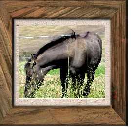 Dreamer&nbsp; filly