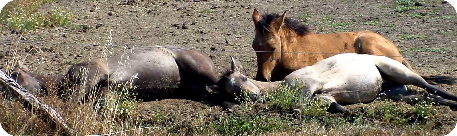Babies napping&nbsp; 6-04