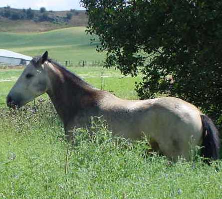 Summer&nbsp; 04&nbsp; "Shadow 01 Buckskin Gelding" out of poca