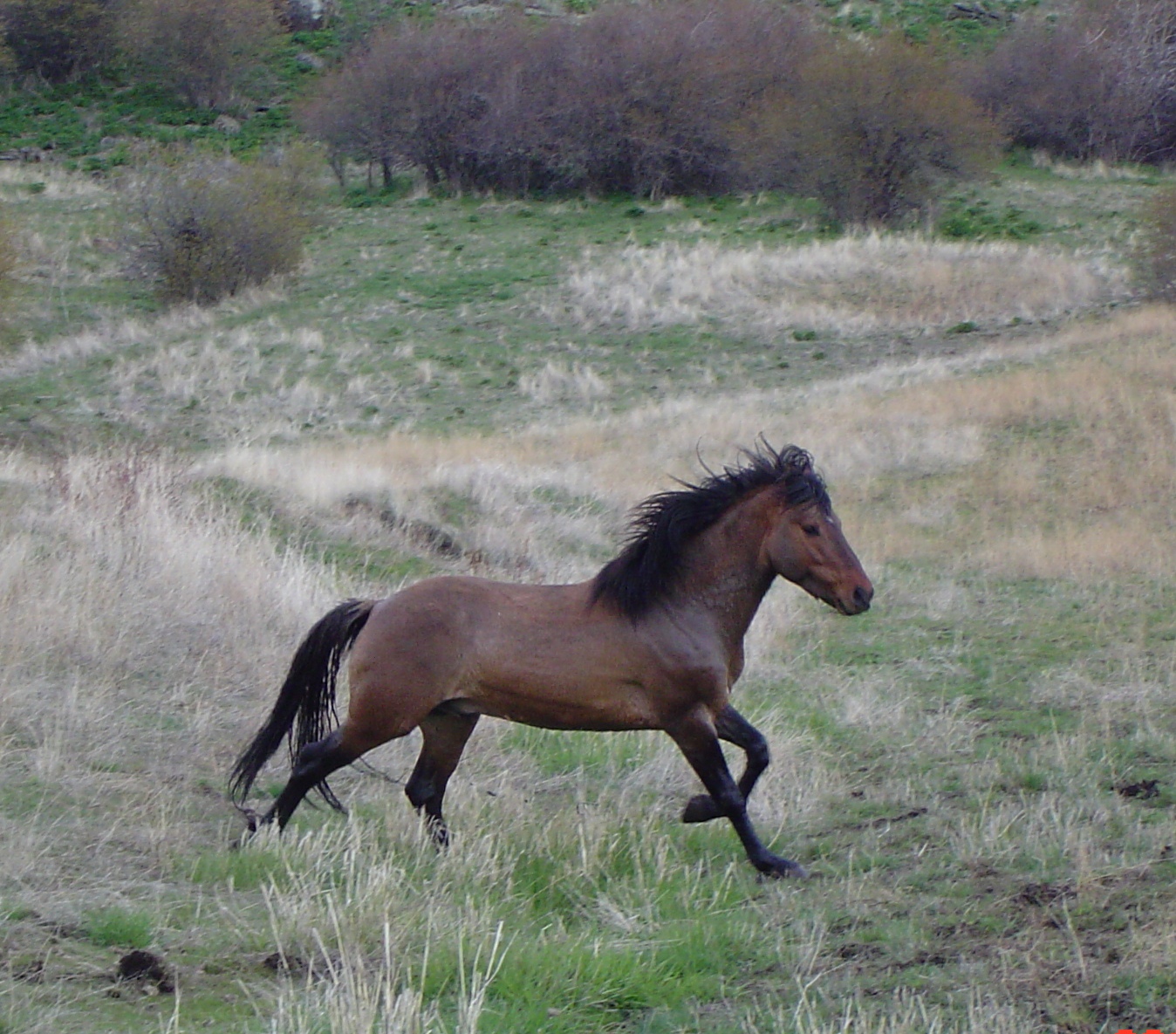 SPIRIT