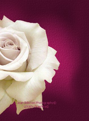 Favorite Color Rose