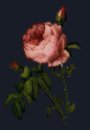 Rose For Her