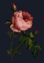 A Rose For Him