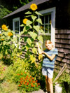 Click to see me pointing to a gigantic sunflower we grew in our garden