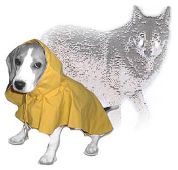 Wolf n Dog