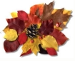 6colorofalllgtn2.jpg (9296 bytes)
