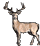 RAtinybuck.gif (37089 bytes)