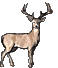 RAtinybuckL.gif (36953 bytes)