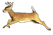 deer2.gif (62639 bytes)