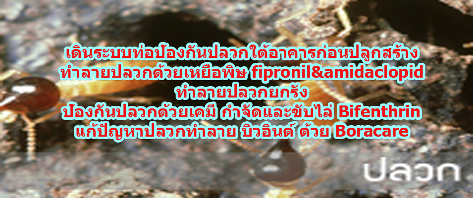 บริษัทจำกัดปลวก, จำกัดปลวก