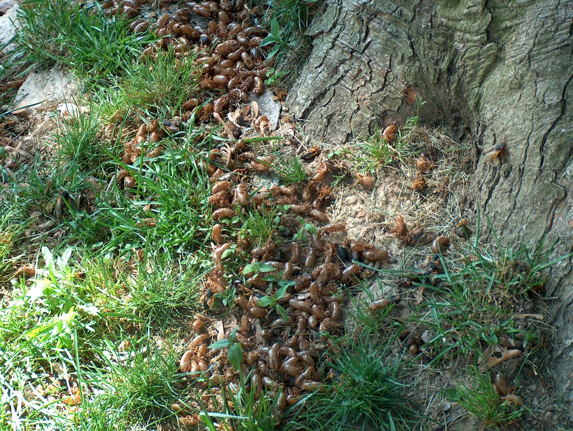 Base of tree