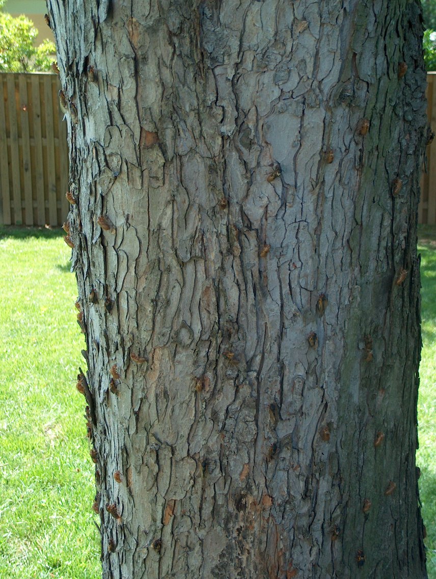 Tree trunk