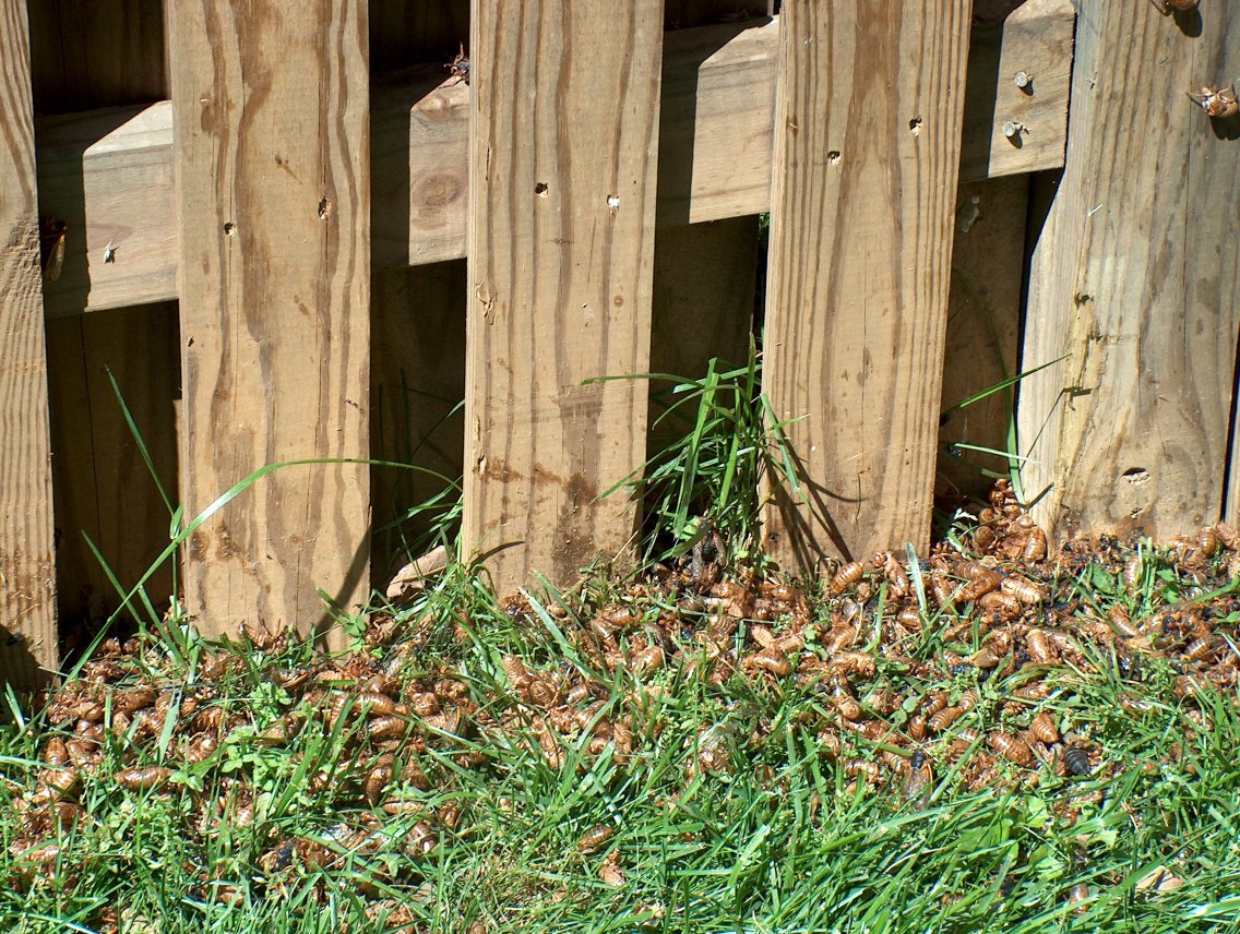 Base of the fence