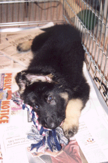 This is my puppy at 10 weeks.