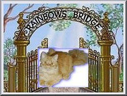 Kippy At The Rainbow Bridge