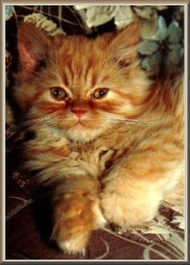 Kipp Kitten