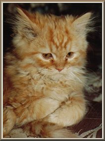 Max Kitten