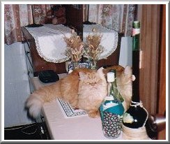 Handsome Max Lying On Dresser
