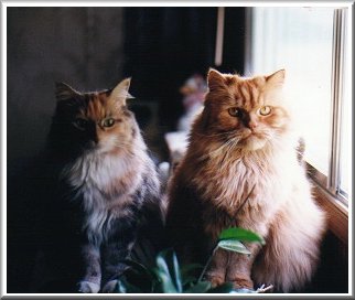 Mitts and Max Looking Most Charming