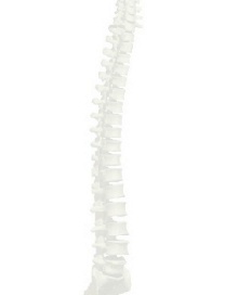 Backbone