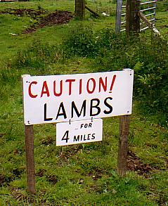 lambs will get you, if given the chance